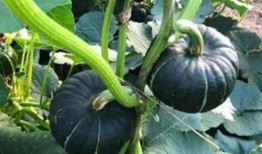 网红正能量吃瓜图片,传递美好与温馨